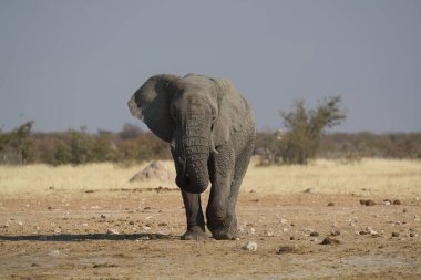 Afrika savanındaki Afrika fili.