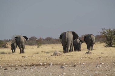 Savanada yürüyen bir grup fil.