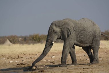 Çamurda yürüyen bir fil.