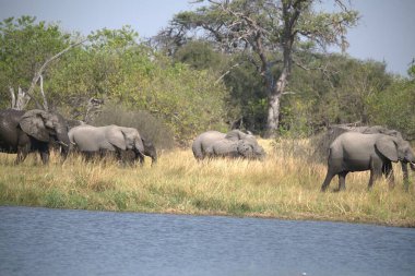 Nehirde bir grup fil. Afrika.