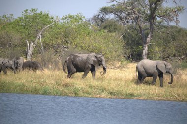 Güney Afrika Kruger Ulusal Parkı 'ndaki Afrika filleri.