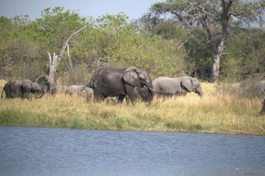 Vahşi Afrika filleri.
