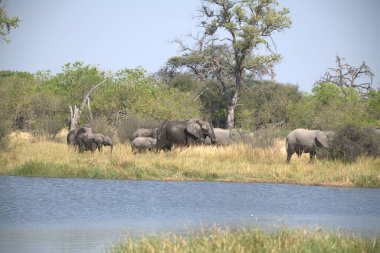 Sudaki bir grup fil.