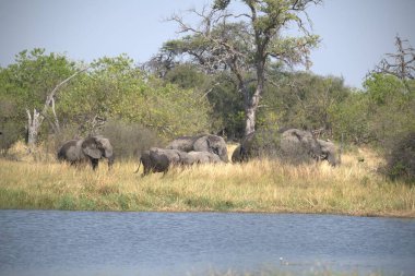 Afrika fil ailesi Kruger Ulusal Parkı, Güney Afrika 'da.