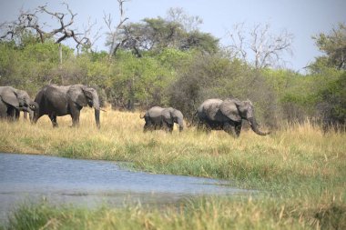 Elephant in National Park, Güney Afrika