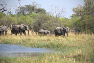 Savanadaki bir grup fil.