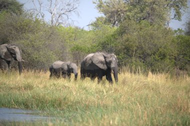Afrika filleri Güney Afrika 'nın bozkırında yürüyor.