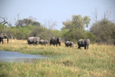 Afrika savanındaki fil.
