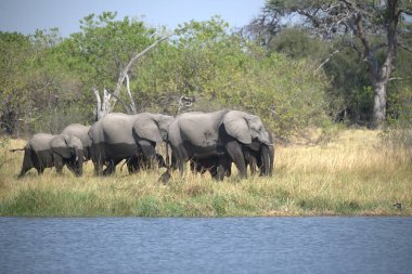 Afrika fili ailesi Kruger Ulusal Parkı, Güney Afrika