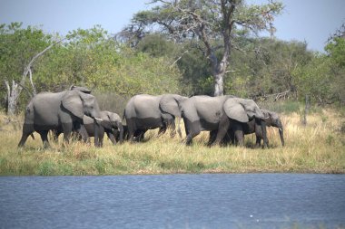Amerika Birleşik Devletleri 'ndeki Afrika savanındaki filler.