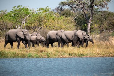 Arka planda Afrika ulusal parkındaki filler