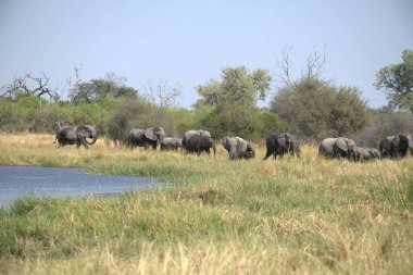 Afrika vahşi filleri doğal ortamlarında.