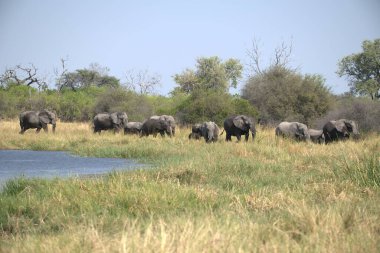 Afrika fili (Loxodonta africana) Kenya, Afrika 'da yürüyor..
