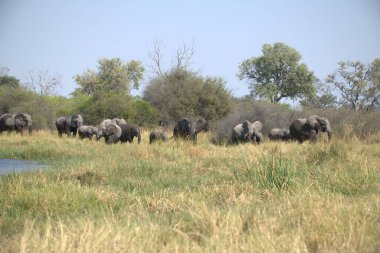 Savanadaki Afrika fili