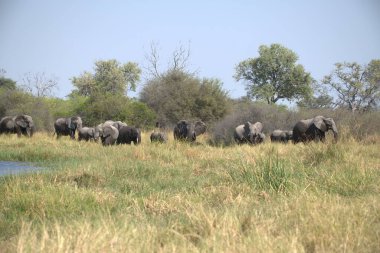 Kenya bozkırında büyük filler