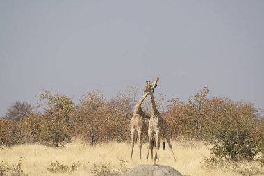 Afrika zürafası (zürafa devedaldalis) )
