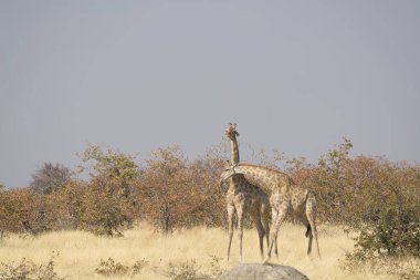 Kenya savanasında zürafalar
