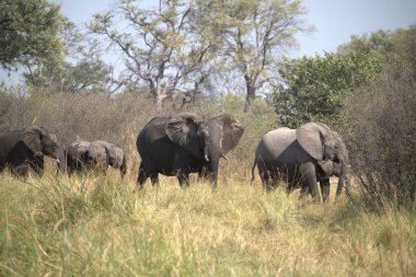 Kenya savanındaki Afrika fili
