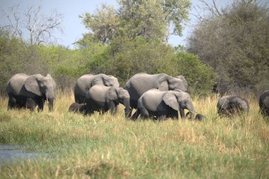 Kenya bozkırında bir Afrika fili sürüsü.