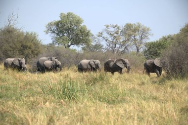 Savanadaki bir grup Afrika fili.