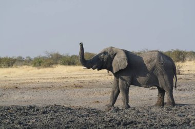 Etkin ulusal Park'ta Afrika fili