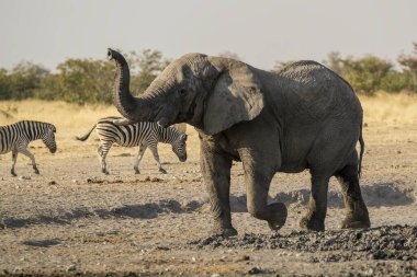 Afrika fili (lolodonta africana) Etoşa Ulusal Parkı, Namibya 'dan içme suyu. Afrika