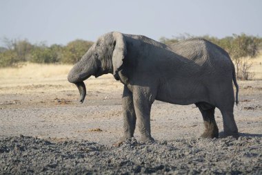 Afrika fili (loxodonta africana) Chobe Ulusal Parkı, Botswana 'da.