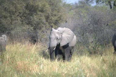 Otların arasında yürüyen fil.