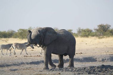 Etobe 'deki Afrika fili