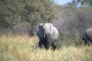 Güney Afrika 'daki Kruger Ulusal Parkı' nda çimlerin üzerinde yürüyen büyük bir fil..