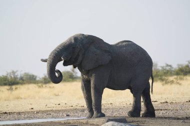 Savanadaki büyük fil.