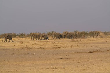 Etoşa safari parkındaki fil.