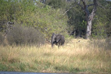 Güney Afrika 'daki Kruger Ulusal Parkı' nda büyük bir fil.