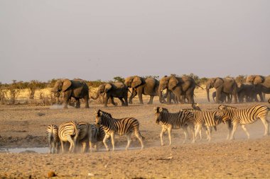 Afrika fili ve zebra bozkırda