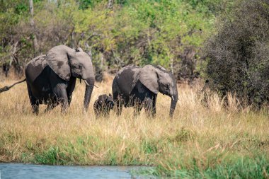Kenya savanındaki filler