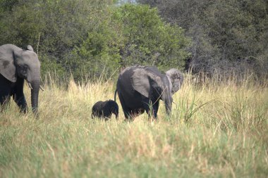 Afrika fili Kruger Ulusal Ormanı, Güney Afrika