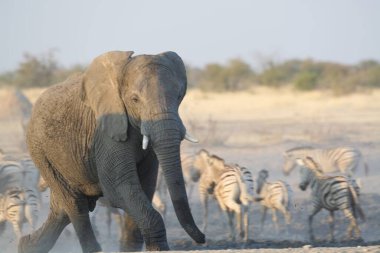 Afrika savanasında yürüyen bir fil.
