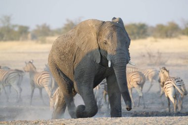 Afrika fili Kruger Ulusal Parkı, Güney Afrika