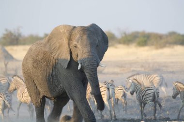 Etoşa, namibya savanasında yürüyen büyük bir fil..