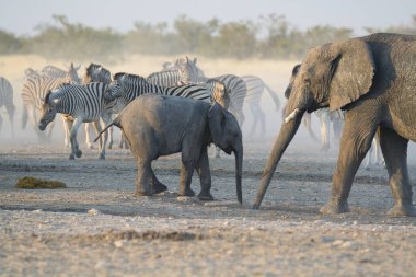 Etoşa Ulusal Parkı, Namibya 'da Afrika vahşi yaşam filleri