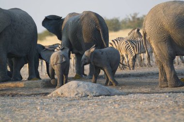 Afrika bozkırlarında vahşi bir grup fil.
