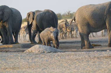 Etoşa Ulusal Parkı 'ndaki filler, Namibya