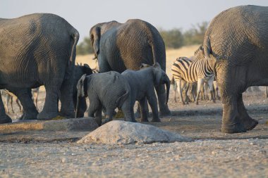 Bir grup vahşi fil ve güneş ışığı altında kumların üzerinde yürüyen bir bebek.