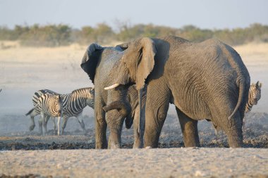 Afrika savanındaki fil.