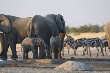 Savanadaki bir grup fil.