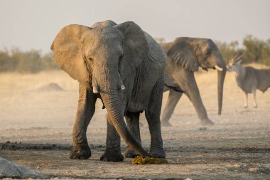 Afrika fili (panthera unxodonus africana) etosha, park, namibya, Afrika 'da yürüyor