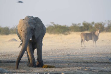 Afrika çölündeki fil.