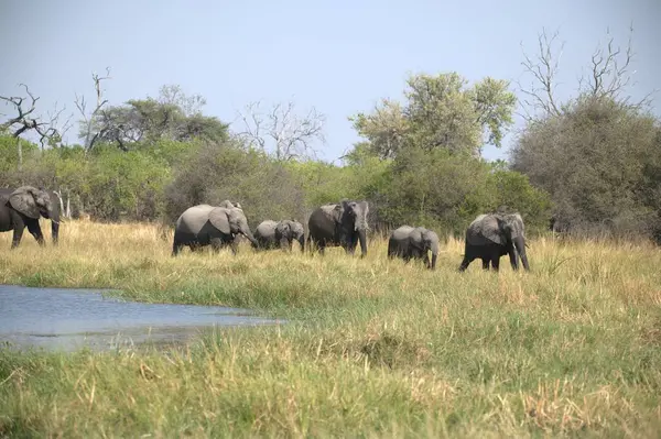 Kenya savanındaki filler