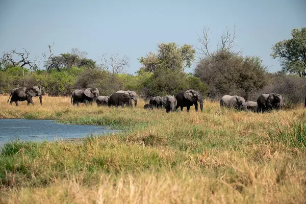 Bir grup Afrikalı vahşi fil su birikintisi boyunca yürüyor. Siyah - etosha, namibya.