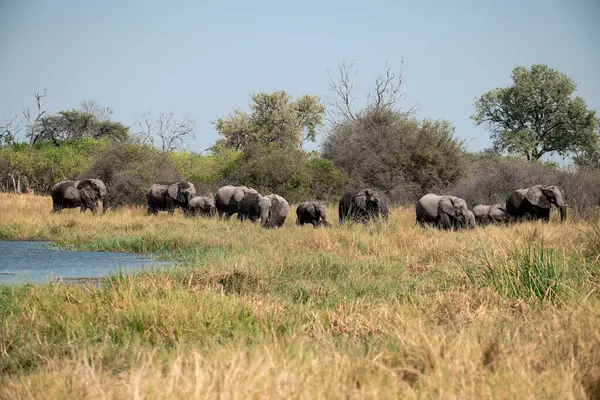 Savanadaki bir grup fil.